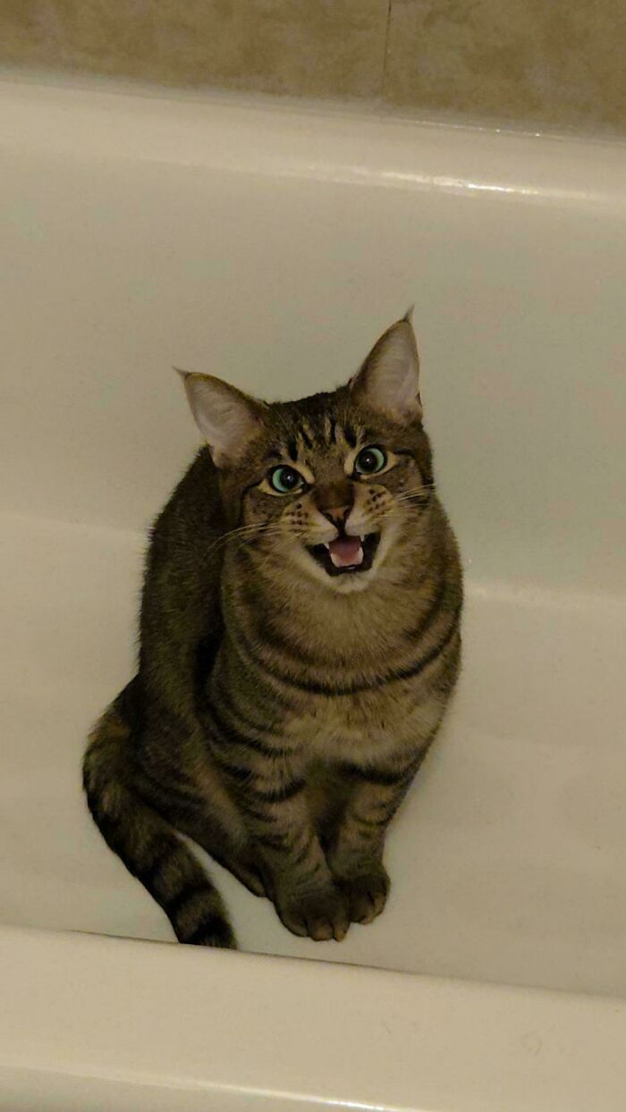 75 Cats Who Had Something Very Important To Scream About (New Pics)