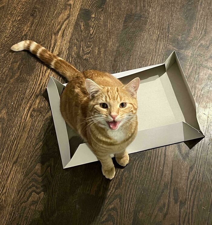 75 Cats Who Had Something Very Important To Scream About (New Pics)