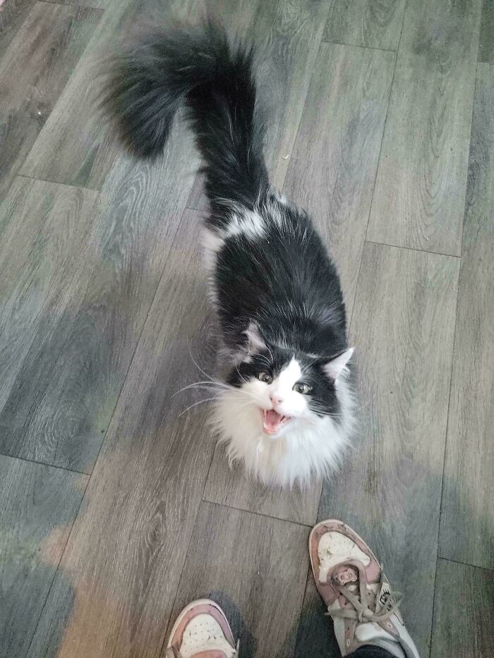 75 Cats Who Had Something Very Important To Scream About (New Pics)