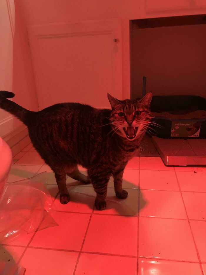 75 Cats Who Had Something Very Important To Scream About (New Pics)