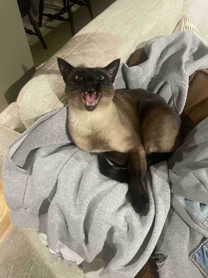 75 Cats Who Had Something Very Important To Scream About (New Pics)