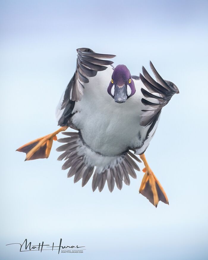 35 New Bird Portraits By Matt Huras That Show Nature At Its Most Beautiful