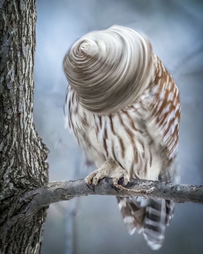 35 New Bird Portraits By Matt Huras That Show Nature At Its Most Beautiful