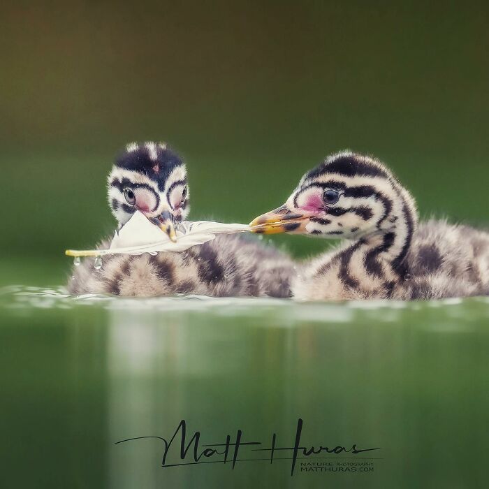 35 New Bird Portraits By Matt Huras That Show Nature At Its Most Beautiful