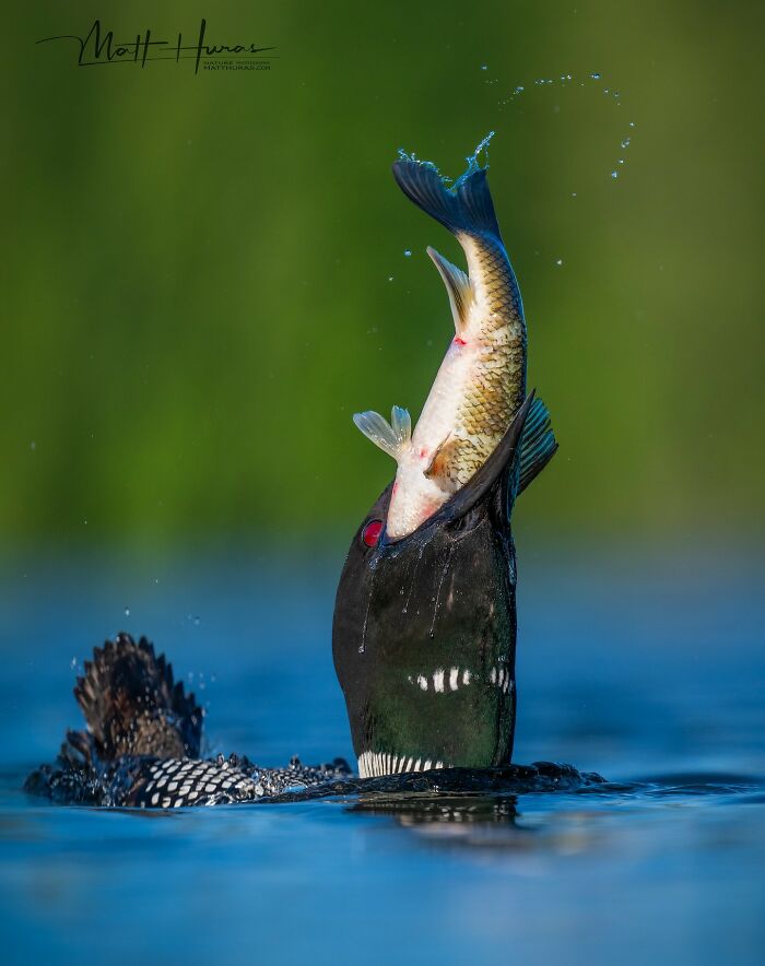 35 New Bird Portraits By Matt Huras That Show Nature At Its Most Beautiful