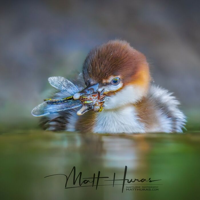 35 New Bird Portraits By Matt Huras That Show Nature At Its Most Beautiful