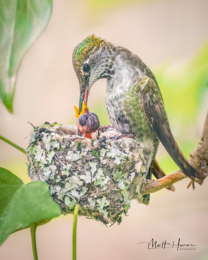 35 New Bird Portraits By Matt Huras That Show Nature At Its Most Beautiful