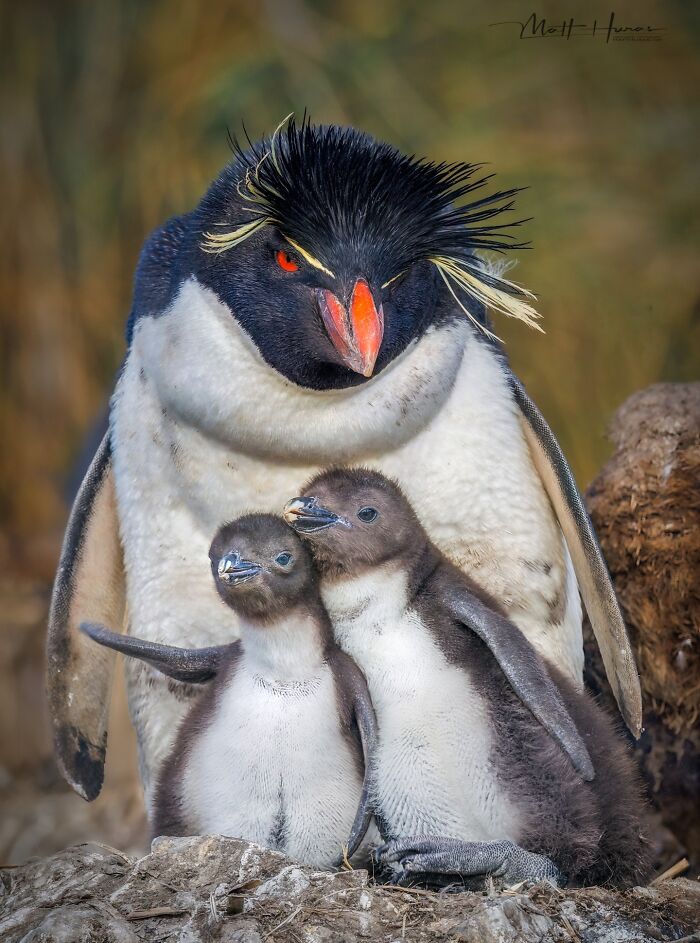 35 New Bird Portraits By Matt Huras That Show Nature At Its Most Beautiful