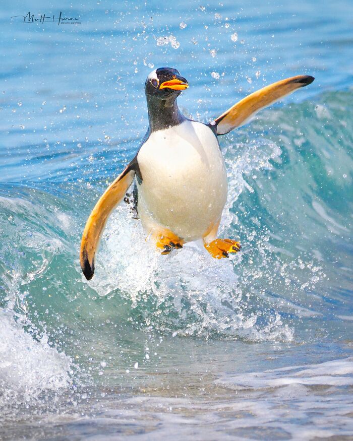 35 New Bird Portraits By Matt Huras That Show Nature At Its Most Beautiful