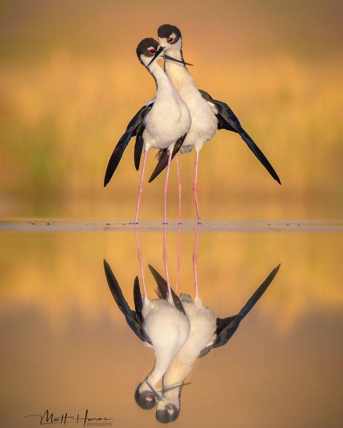 35 New Bird Portraits By Matt Huras That Show Nature At Its Most Beautiful