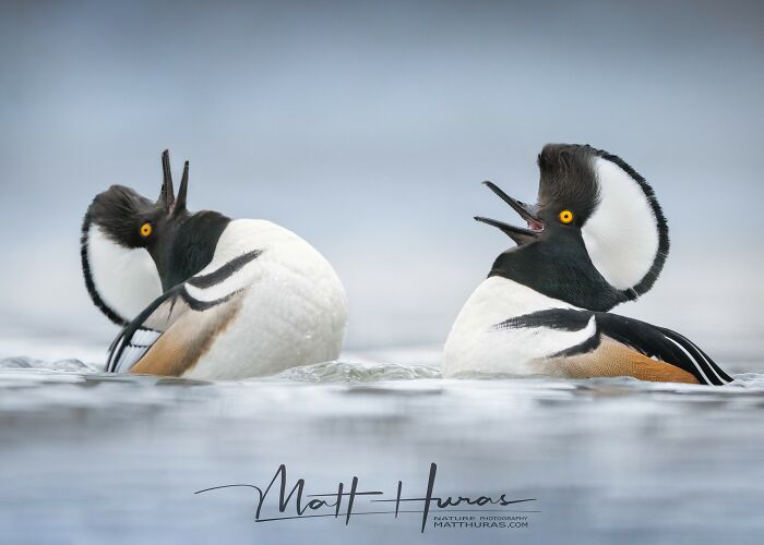 35 New Bird Portraits By Matt Huras That Show Nature At Its Most Beautiful