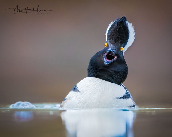 35 New Bird Portraits By Matt Huras That Show Nature At Its Most Beautiful