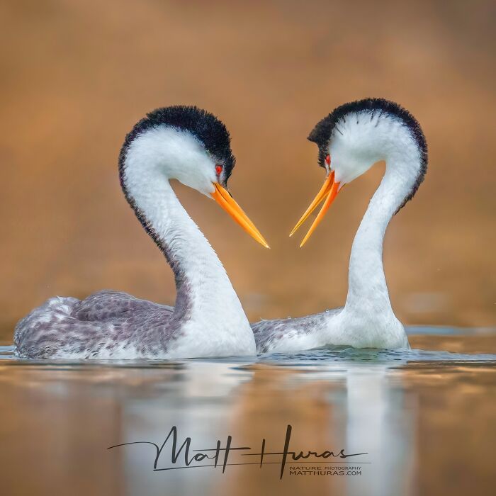 35 New Bird Portraits By Matt Huras That Show Nature At Its Most Beautiful