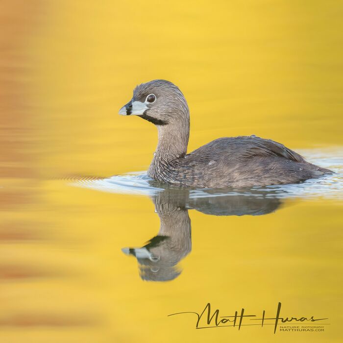 35 New Bird Portraits By Matt Huras That Show Nature At Its Most Beautiful