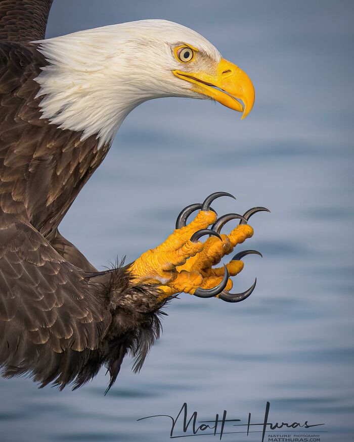 35 New Bird Portraits By Matt Huras That Show Nature At Its Most Beautiful