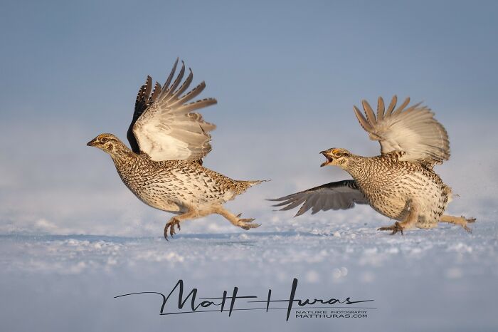 35 New Bird Portraits By Matt Huras That Show Nature At Its Most Beautiful