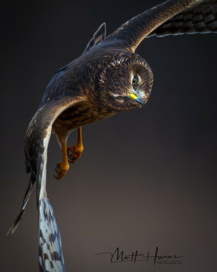35 New Bird Portraits By Matt Huras That Show Nature At Its Most Beautiful
