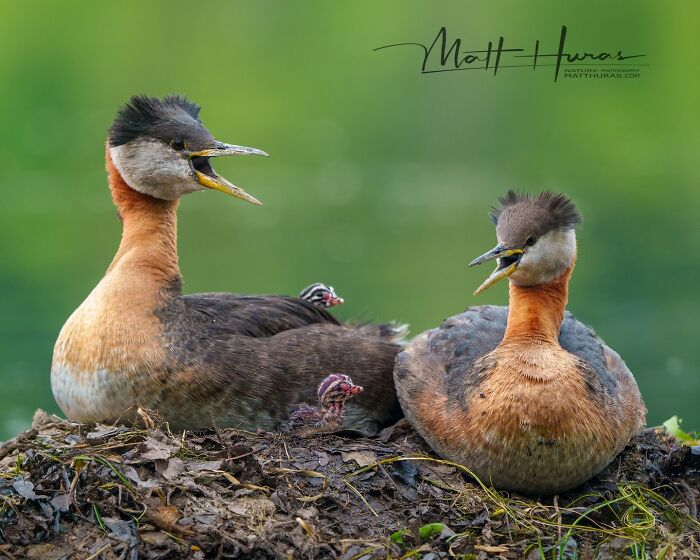 35 New Bird Portraits By Matt Huras That Show Nature At Its Most Beautiful