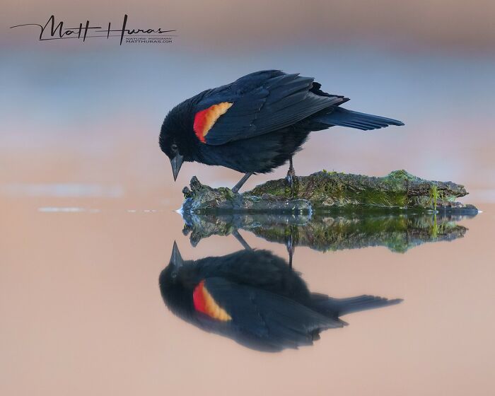 35 New Bird Portraits By Matt Huras That Show Nature At Its Most Beautiful