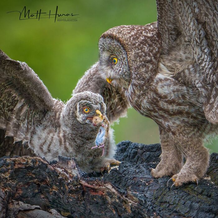 35 New Bird Portraits By Matt Huras That Show Nature At Its Most Beautiful