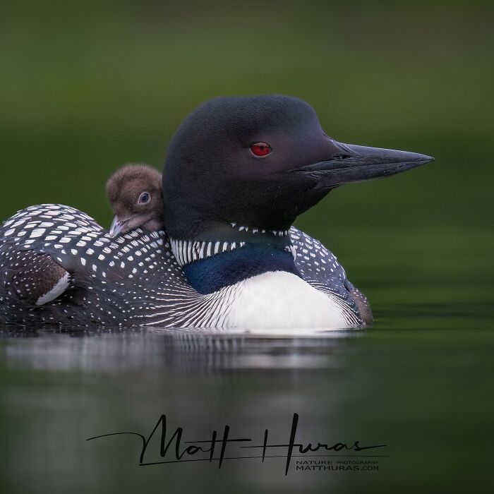 35 New Bird Portraits By Matt Huras That Show Nature At Its Most Beautiful