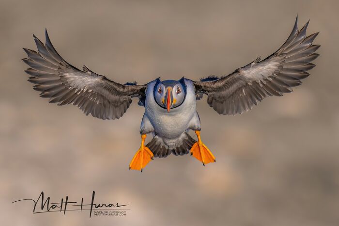 35 New Bird Portraits By Matt Huras That Show Nature At Its Most Beautiful