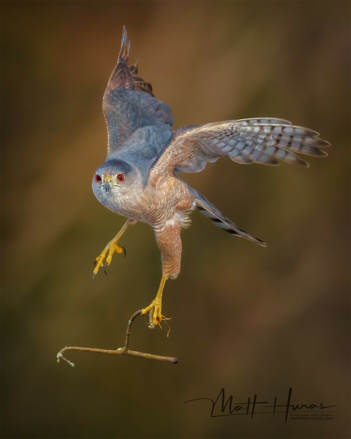 35 New Bird Portraits By Matt Huras That Show Nature At Its Most Beautiful