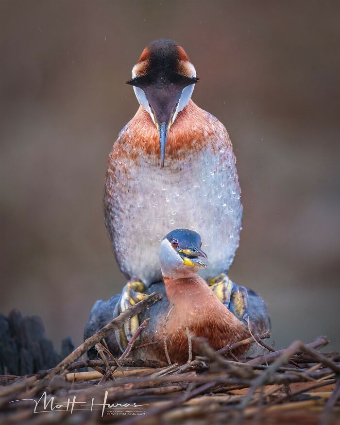 35 New Bird Portraits By Matt Huras That Show Nature At Its Most Beautiful
