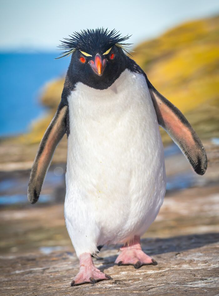 35 New Bird Portraits By Matt Huras That Show Nature At Its Most Beautiful