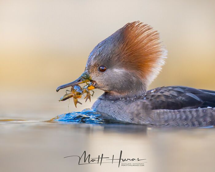 35 New Bird Portraits By Matt Huras That Show Nature At Its Most Beautiful