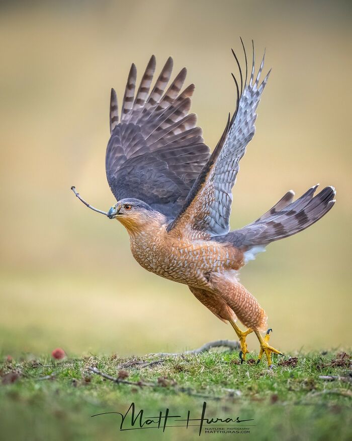 35 New Bird Portraits By Matt Huras That Show Nature At Its Most Beautiful