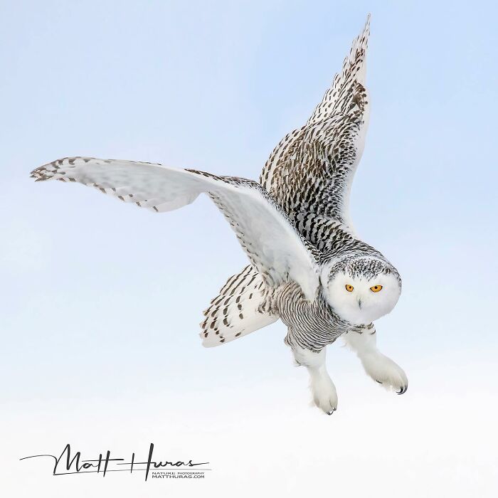 35 New Bird Portraits By Matt Huras That Show Nature At Its Most Beautiful