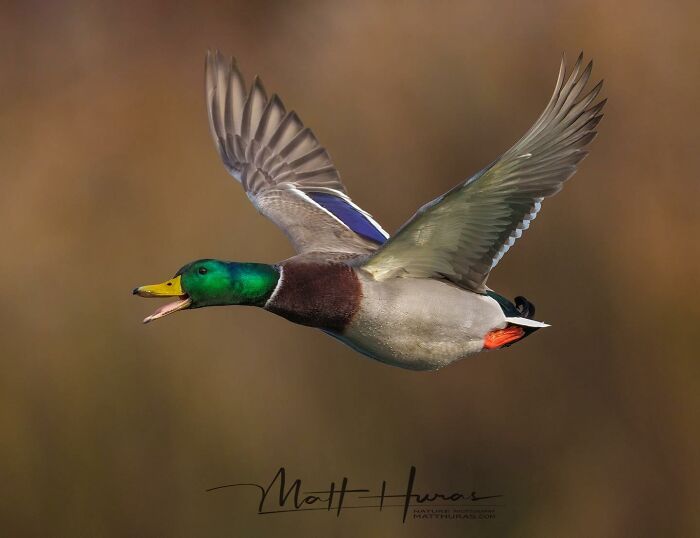 35 New Bird Portraits By Matt Huras That Show Nature At Its Most Beautiful