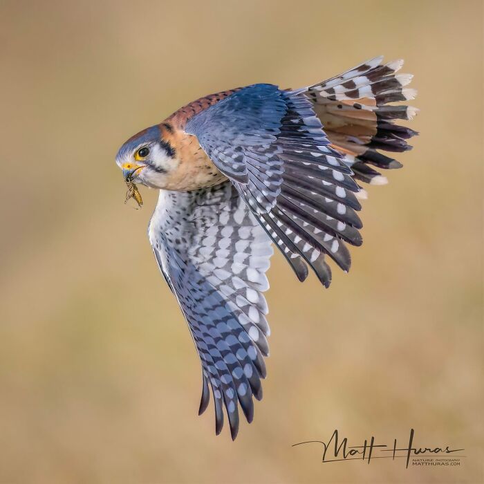 35 New Bird Portraits By Matt Huras That Show Nature At Its Most Beautiful