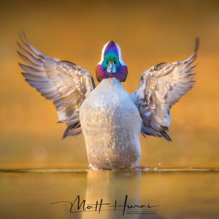 35 New Bird Portraits By Matt Huras That Show Nature At Its Most Beautiful