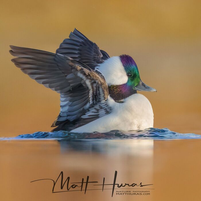 35 New Bird Portraits By Matt Huras That Show Nature At Its Most Beautiful