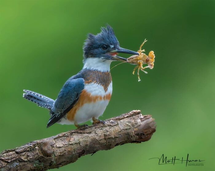 35 New Bird Portraits By Matt Huras That Show Nature At Its Most Beautiful