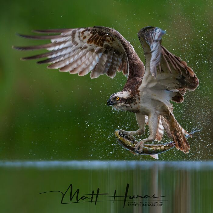 35 New Bird Portraits By Matt Huras That Show Nature At Its Most Beautiful