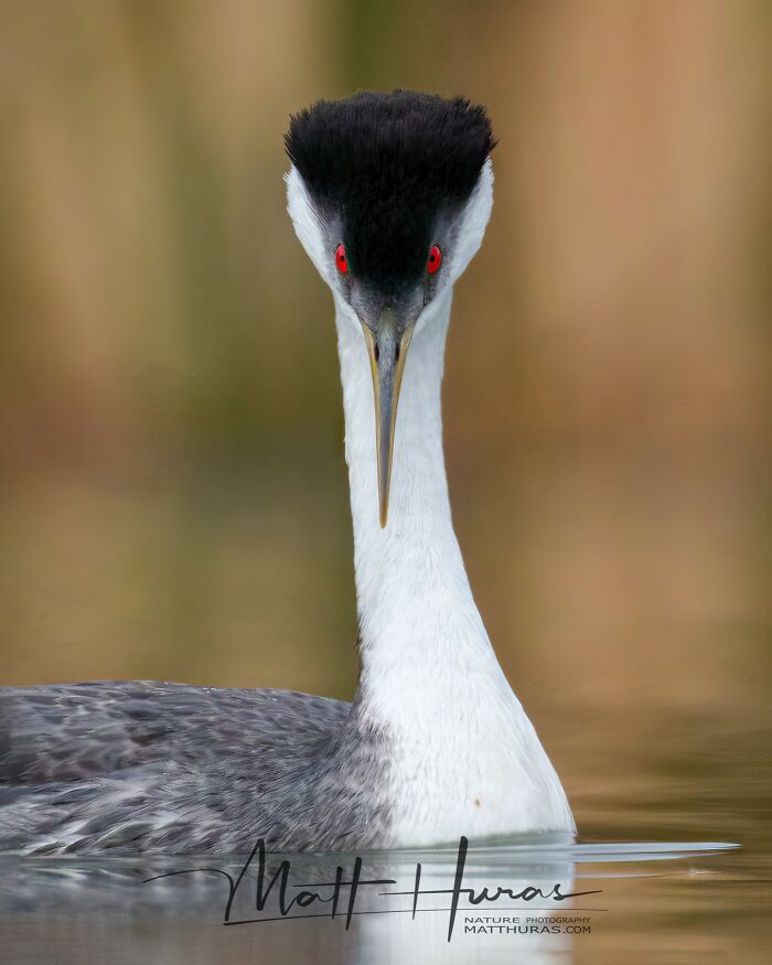 35 New Bird Portraits By Matt Huras That Show Nature At Its Most Beautiful