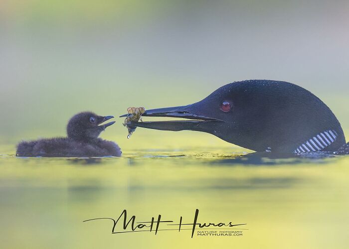 35 New Bird Portraits By Matt Huras That Show Nature At Its Most Beautiful