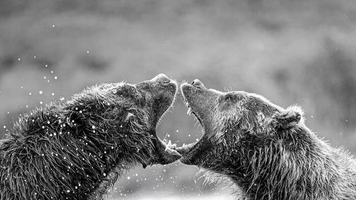 The Artist Gallery Shared 23 Striking Images From Their 2026 Black And White Photography Awards