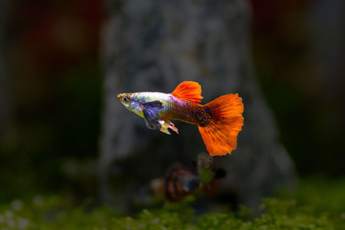 9YO Hurts Babysitter’s Fish And Mom Dismisses It, Babysitter Cuts Her Off And Suggests Therapy