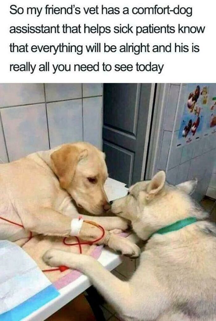 99 Wholesome Pics That Hit Harder Than A Pixar Movie