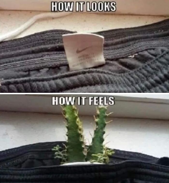 These 41 Random Memes Are The Exact Kind Of Nonsense Your Brain Needs Right Now