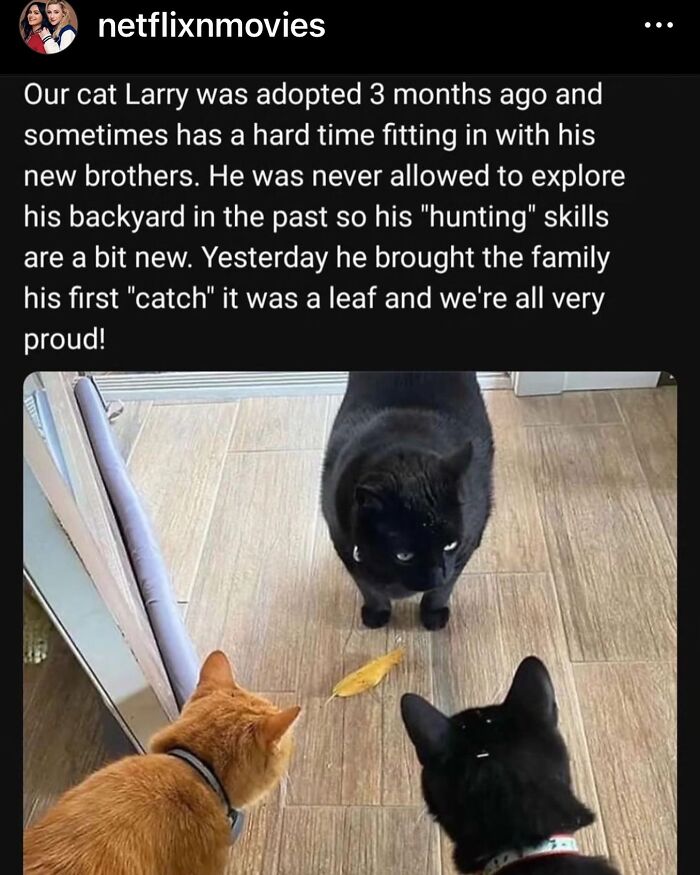50 Of The Most Hilarious And Cute &lsquo;Cats Without Context&rsquo; To Brighten Your Day