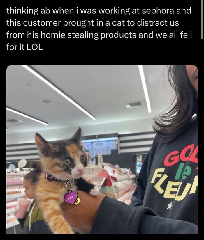 50 Of The Most Hilarious And Cute &lsquo;Cats Without Context&rsquo; To Brighten Your Day