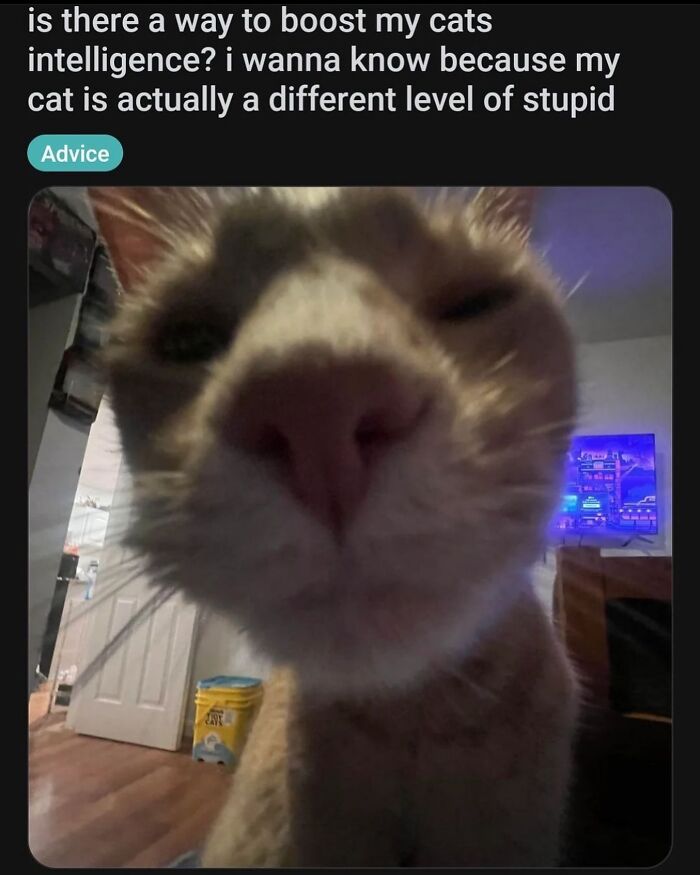 50 Of The Most Hilarious And Cute &lsquo;Cats Without Context&rsquo; To Brighten Your Day