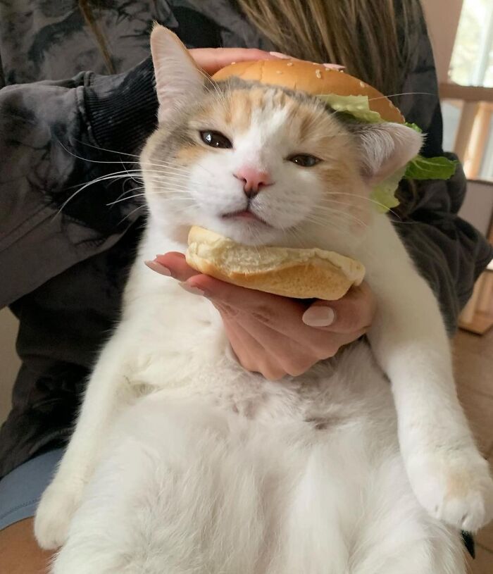50 Of The Most Hilarious And Cute &lsquo;Cats Without Context&rsquo; To Brighten Your Day