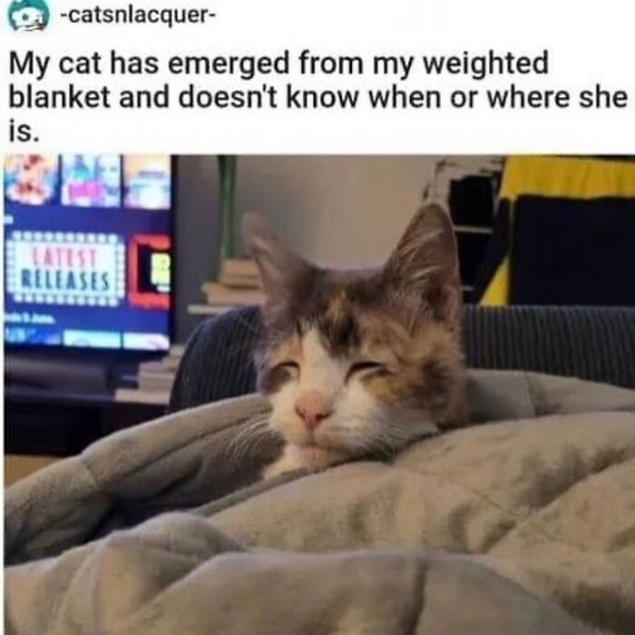 50 Of The Most Hilarious And Cute &lsquo;Cats Without Context&rsquo; To Brighten Your Day