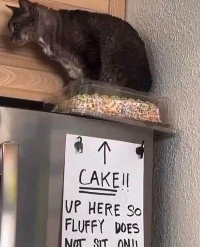 50 Of The Most Hilarious And Cute &lsquo;Cats Without Context&rsquo; To Brighten Your Day